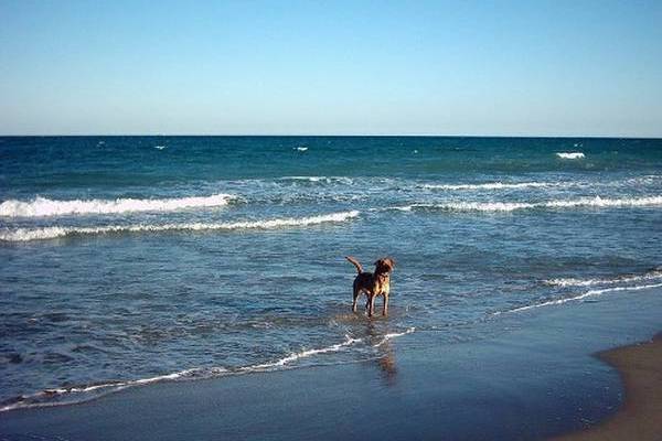 QUEL GENRE DE PLAGE EST PRÈS DE MOI ?
